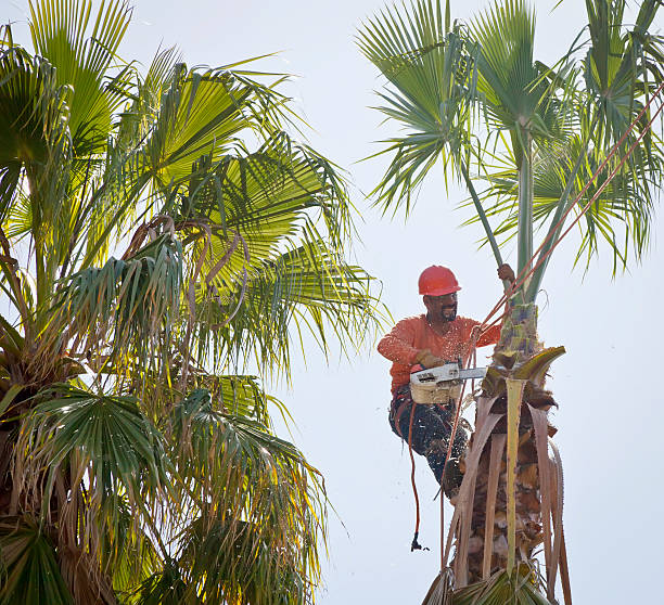 Dead Tree Removal in Wilkinson Heights, SC